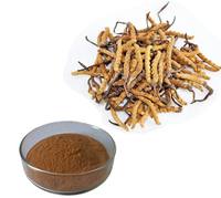 GANOHERB Extraits de Plantes Biologiques Cordyceps Sinensis Militaris Extrait en Poudre Mélange Superalimentaire Compléments en Poudre