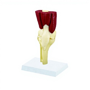 Modelo de Articulación de Rodilla <span class=keywords><strong>y</strong></span> <span class=keywords><strong>Esqueleto</strong></span> Muscular de PVC de Tamaño Real para Suministros de Educación en Ciencias Médicas - Product Image 1