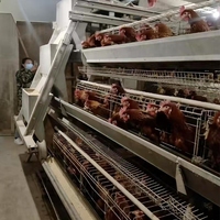 Cage en acier de type A ceinture de fumier de nouvelle condition pour les Cages d'animaux de poulet de chair de poulet de couche pour la ferme de poulet de maison de batterie automatique