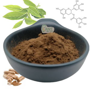Pasokan ekstrak teh hijau alami <span class=keywords><strong>50</strong></span>% Egcg massal ekstrak daun teh hijau Epigallocatechin Gallate EGCG bubuk halus - Product Image 4