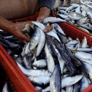 Sardine congelée de qualité supérieure capture sauvage en vrac fournisseur de fruits de mer exportateur de sardines pour la conserverie et le marché international - Product Image 6