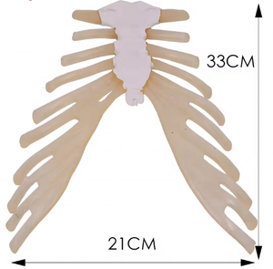 Modelo <span class=keywords><strong>de</strong></span> enseñanza médica, <span class=keywords><strong>esqueleto</strong></span> humano <span class=keywords><strong>de</strong></span> tamaño natural, modelo disperso, costillas <span class=keywords><strong>de</strong></span> pecho con modelo <span class=keywords><strong>de</strong></span> <span class=keywords><strong>cartílago</strong></span> <span class=keywords><strong>de</strong></span> costilla - Product Image 3