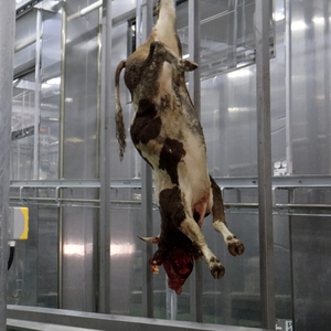 Équipement d'abattage de bétail entièrement automatique halal, ligne complète de traitement <span class=keywords><strong>du</strong></span> bœuf - Product Image 6