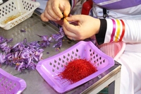 Prix de gros Safran de qualité supérieure Safran de crocus Biologique Safran pur Fleur de safran