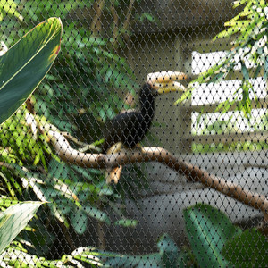 Linh hoạt thép không gỉ 304 316 kim loại dây cáp dây lưới cho cầu thang lan can và bảo vệ động vật Zoo lưới avaiy cho chim - Product Image 2