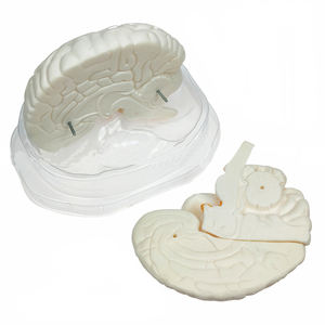 Ukuran alami 3-bagian Model anatomi otak manusia batang struktur otak Set alat pendidikan untuk mainan Teknik Sains - Product Image 1