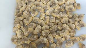 Molluschi di vongole congelati di alta qualità a prezzi economici - Product Image 2