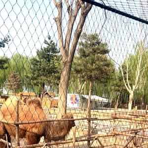 Fábrica Produce Mallas de Cuerda de Acero Inoxidable de Alta Resistencia con Tejido Plano para Uso en Jaulas de Aves, Plantas Trepadoras, Soldadura y Doblado - Product Image 5