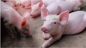 子豚微量元素サプリメント動物飼料添加物子豚の成長促進