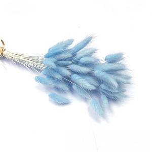Vente en gros d'herbe à queue de lapin préservée, bouquet d'herbe naturelle de <span class=keywords><strong>Lagurus</strong></span> ovatus pour les événements de mariage à la maison, arrangement floral - Product Image 3