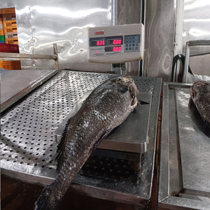 Pescado Croaker Marrón Congelado IQF, Eviscerado, Empaque Personalizado OEM, Suministro a Granel <span class=keywords><strong>de</strong></span> Croaker Amarillo - Product Image 3