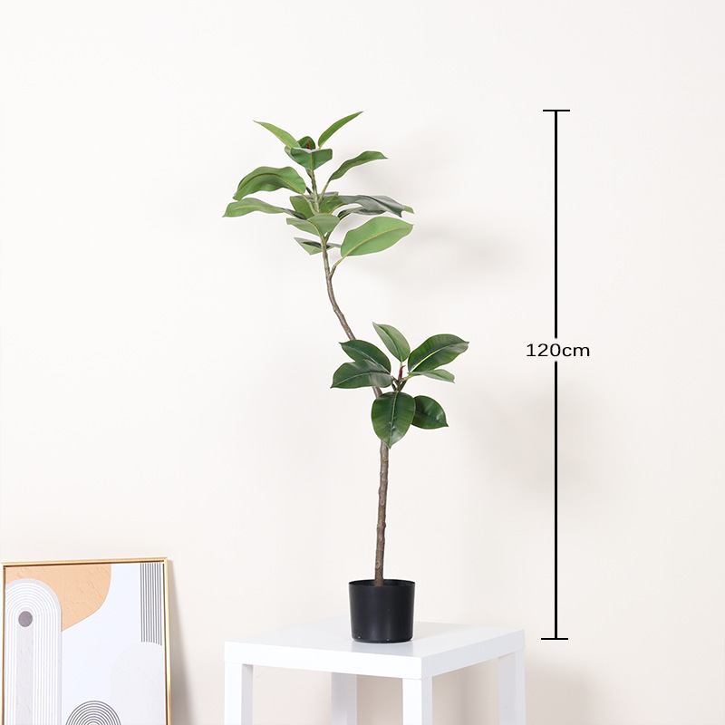 Ficus microcarpa - 120 cm