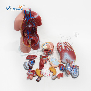 Modèle de torse intersexuel VIC-205 de 45 cm, modèle de torse anatomique humain détachable pour l'enseignement - Product Image 2