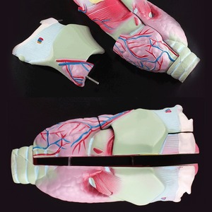 نموذج تشريحي لحنجرة الإنسان مكبر للمسالك التنفسية، نموذج تعليمي بيولوجي للأنف والأذن والحنجرة 32365 - Product Image 4