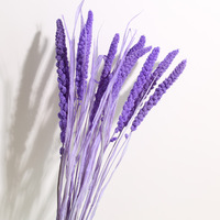Rumput Kering Setaria Italica (Foxtail Millet) Alami untuk Dekorasi Vas Rumah Bergaya Rustic