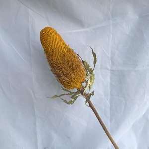 Flores secas DIY con materiales multicolores Protea en stock al por mayor a bajo <span class=keywords><strong>precio</strong></span> - Product Image 3