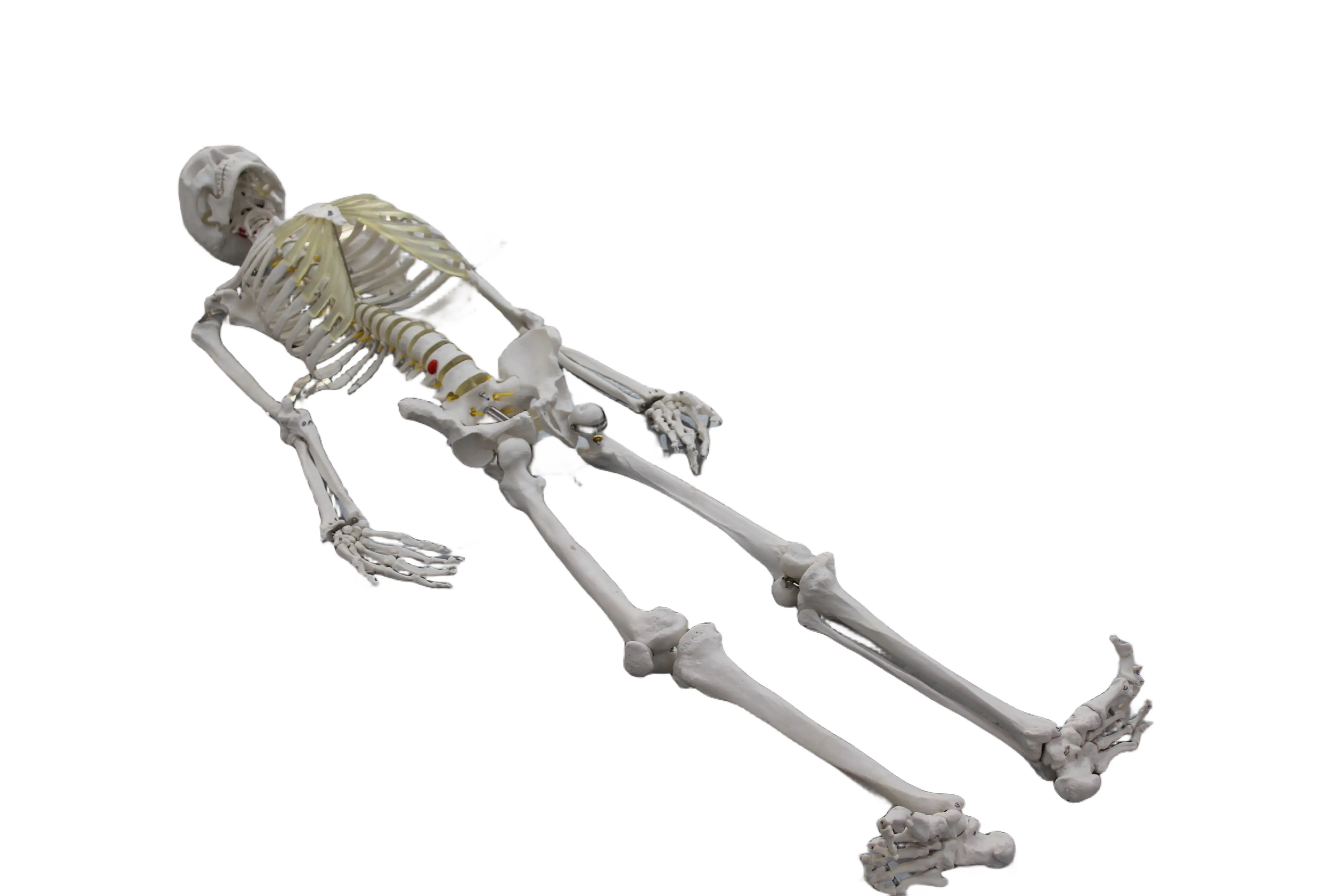 Chất lượng cao hỗ trợ giảng dạy y tế hỗ trợ giảng dạy sinh học nghiên cứu các chi tiết của xương người, mô hình xương người (170cm)