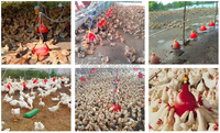 Abreuvoir Plasson Épaissi Automatique pour Poulets et Volaille de Ferme, Système d'Abreuvement pour Poussins, Vente en Gros Directe Fournisseur Shandong