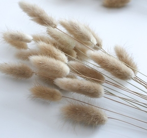 <span class=keywords><strong>Lagurus</strong></span> préservé fleurs séchées plantes fleur sèche <span class=keywords><strong>Lagurus</strong></span> pour arrangement floral lapin queue herbe - Product Image 4