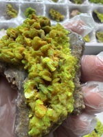 Cristal d'autunite vert fluorescent naturellement présent, bloc minéral de forme cubique, provenant de l'extraction locale du Hunan, collection de spécimens