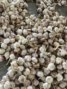 <span class=keywords><strong>Ajo</strong></span> <span class=keywords><strong>Chino</strong></span> Fresco <span class=keywords><strong>de</strong></span> Alta Calidad al por Mayor, Semillas <span class=keywords><strong>de</strong></span> <span class=keywords><strong>Ajo</strong></span>, Proveedor <span class=keywords><strong>de</strong></span> Semillas <span class=keywords><strong>de</strong></span> Vegetales - Product Image 2