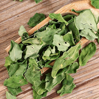 Ekstrak Herbal Daun Moringa Oleifera Kering Kelas Ekspor & Bahan Baku Teh Daun Minyak Moringa