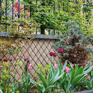 Liễu nổi mở rộng Flex hàng rào với leo cây nho hỗ trợ sinh thái thân thiện 36x72inch dân cư <span class=keywords><strong>trellis</strong></span> & Cổng - Product Image 4