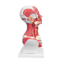 Modèle anatomique grandeur nature de la tête humaine, du col de l'utérus et des muscles pectoraux, modèle de distribution des muscles, démonstration pédagogique médicale
