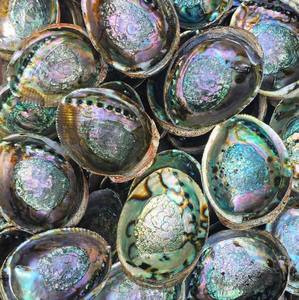 เปลือกหอยเป๋าฮื้อขัดมันเงาจากธรรมชาติสำหรับตกแต่ง,เครื่องประดับเปลือกหอยเป๋าฮื้อธรรมชาติเปลือกธรรมชาติบริสุทธิ์ - Product Image 6