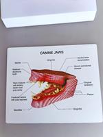 Modelo de Anatomía Dental Canina - Modelo Patológico de Dientes y Mandíbula de Perro para Educación Veterinaria