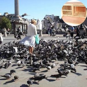 Jaula Moderna de Madera Natural para Palomas, Casa para Mascotas, Amplio Aviario para Pájaros para Sala de Estar con Cierre de Botón - Product Image 2