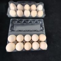 Plateau à œufs en plastique PET écologique et durable à 10 alvéoles, carton d'emballage transparent jetable pour œufs, promotion en gros pour les fermes avicoles