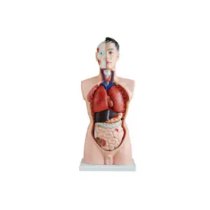 medical school appearance of the image true proportions 85cm 19 parts male torso model