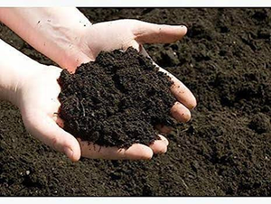 Poudre de fumier de vache premium et vermicompost, engrais naturel biologique pour l'enrichissement du sol, pour les jardins domestiques, les pépinières et l'agriculture - Product Image 5