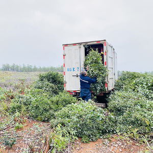 Olio di oliva vergine olio di oliva puro al 100% olio di frutta EXTRA vergine prezzi di coltivazione biologica cura vergine verde 100% purezza 1 L - Product Image 6