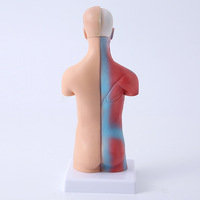 Modelo Anatómico de Estructura Corporal, Simulación Médica, Torso Completo con Órganos Internos, LD203, Juguete Educativo para la Enseñanza