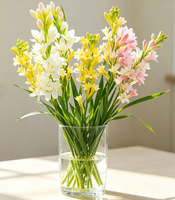 Bulbos de Tuberosa de Doble Flor y Múltiples Cabezas, Polianthes Tuberosa Blanca Fragante para Jardinería y Paisajismo, Venta al por Mayor