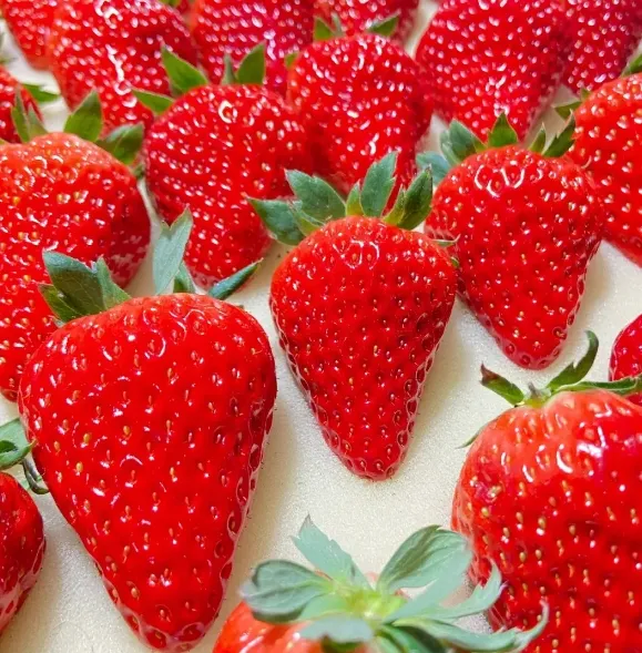 Wholesale Strawberries In Controlled Environment Super farm Indoor Hydroponics System