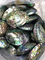 Conque naturelle décoration de la maison bijoux à bricoler soi-même accessoires matières premières coquille d'ormeau coquillages coquillages