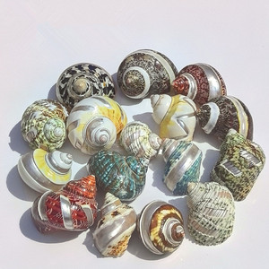 Coquillages décoratifs naturels en gros, coquilles d'escargot de mer en vrac pour la décoration et l'artisanat créatif, coquilles de crabe ermite polies - Product Image 1