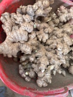 Gingembre jaune frais cru de 3 ans, soigneusement sélectionné, en gros morceaux solides, petit gingembre Huang naturel pour la cuisine et les épices