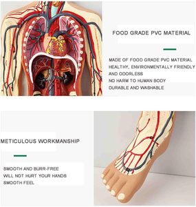 Modelo de <span class=keywords><strong>Sistema</strong></span> <span class=keywords><strong>Circulatorio</strong></span> Sanguíneo Humano para Ciencias Médicas, Modelo de Corazón, Arteria, Vena, Nervio, Vaso, Órgano, Material Didáctico de Anatomía, PVC - Product Image 2