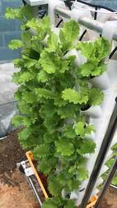 Système de culture hydroponique mural complet Skyplant pour jardinage d'intérieur, en PVC, avec fermeture éclair, pompe à moteur, économie d'énergie et fonctionnement facile - Product Image 4