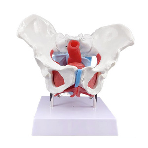 Lhn061a y tế giải phẫu giảng dạy Nữ Khung Chậu mô hình có thể tháo rời thiết kế cơ quan sinh dục nữ mô hình với cơ sàn - Product Image 4