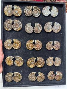 Pierre précieuse d'ammonite naturelle de qualité supérieure, polie, décorative, pour la création de bijoux, la décoration intérieure et les objets de collection, disponible à la vente - Product Image 3