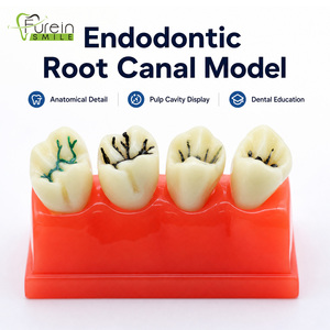 Modelo de canal radicular endodóntico directo de fábrica, modelo de dientes para demostración dental, modelo dental estándar para estudio y enseñanza. - Product Image 4