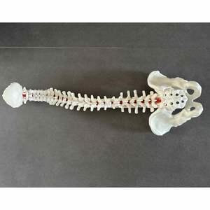Columna vertebral de espuma sólida KyrenMed con occipital <span class=keywords><strong>y</strong></span> pelvis, modelo de columna vertebral de <span class=keywords><strong>esqueleto</strong></span> humano sólido completo para práctica de cirugía - Product Image 6