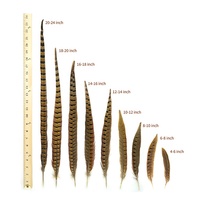 Plumes de faisan collier naturelles en gros, 10-35 cm, en vrac, pour artisanat, décoration, accessoires de fête et de costume