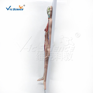 VIC011 Modelo del Sistema Circulatorio Humano, Material Didáctico para la Anatomía de los Órganos Internos y Demostración de Vasos Sanguíneos - Product Image 5