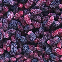 Frozen Topkwaliteit Gezondheid 80% Zwarte Hygiëne Geen Vreemde Materie Iqf Bevroren Moerbei